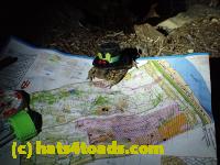 /home//u458753944/public_html/sourcegallery///////////////////////Roxborough Toad Detour/2013-2019/2017/P4120680.JPG